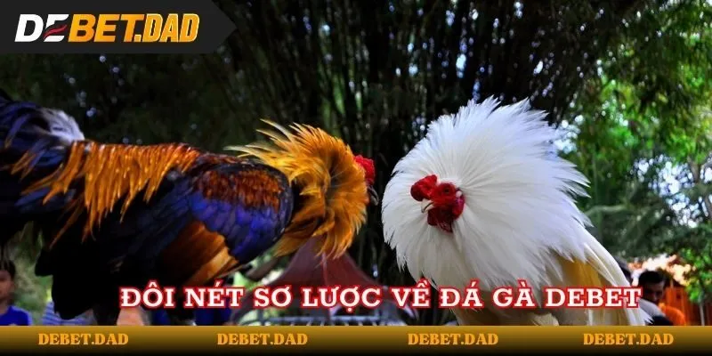 Đôi nét sơ lược về đá gà Debet Đôi nét sơ lược về đá gà Debet